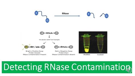 doees autoclaves kill rnases|rnase control procedure.